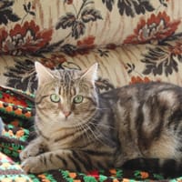 automn, chat à adopter