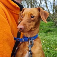 ZIGGY (promis), chien à adopter