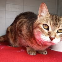 LUT C, chatte à adopter
