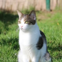 ALVINA HAB17489, chatte à adopter