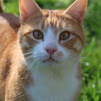 CHUCKY HAB17428, chat à adopter