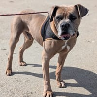 COSMOS QCN, chien à adopter