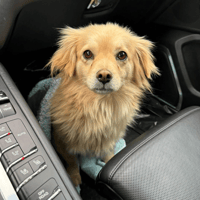 Lily, female dog to adopt