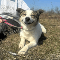 Darla, female dog to adopt