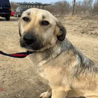 Octavia, female dog to adopt