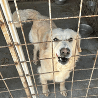 Gerrard, dog to adopt