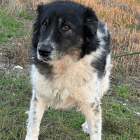 Freya, female dog to adopt