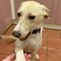 Talia, female dog to adopt