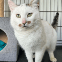 Victoria, female cat to adopt
