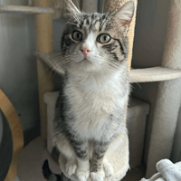 Norman, cat to adopt