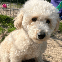 Pumpkin, female dog to adopt