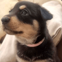 Cleo, female dog to adopt