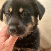 Athena, female dog to adopt