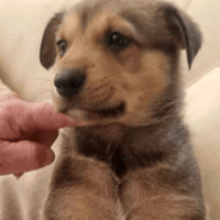 Barney, dog to adopt