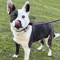 Bruce, dog to adopt