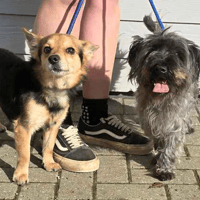 Buba and Rocky, dog to adopt