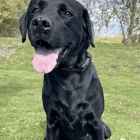 Donut, female dog to adopt