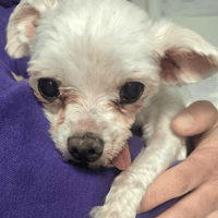 Bailey, dog to adopt