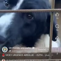 Vicky, chien à adopter
