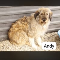 Andy, chien à adopter