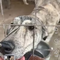 Blanda, chienne à adopter