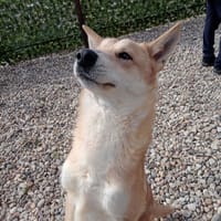 Jimm, chien à adopter