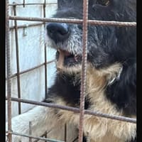 Max, chien à adopter