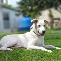 HOWDY, Chiot Berger Créole, chien à adopter