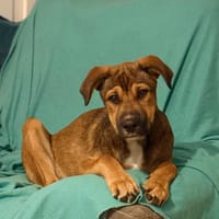 SAMOA, chiot Berger Créole mâle, chienne à adopter