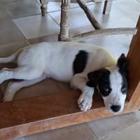 INDIGO, chiot Berger Créole mâle, chien à adopter