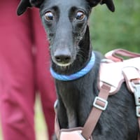 JUNCAL, chienne à adopter