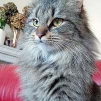 ÈVE, chatte à adopter