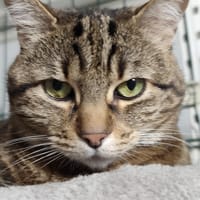 Enka, chatte à adopter