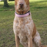 Océane, chienne à adopter