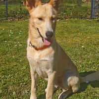 Okami, chien à adopter