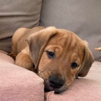 Jules, chien à adopter