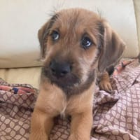 Jim, chien à adopter