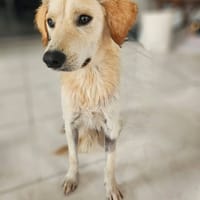 Milo, chien à adopter