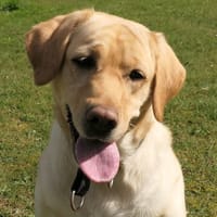 Upsie, chienne à adopter