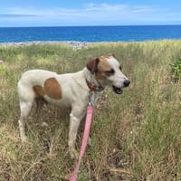 Caramel, chien à adopter