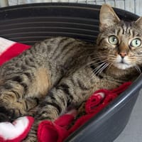 TYCHA, chatte à adopter