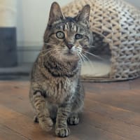 SOLINKA, chatte à adopter