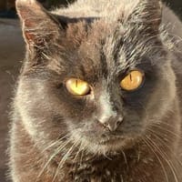 Fidelio braucht eine Familie!, Kater zur Adoption