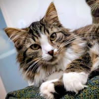 Largo, Kater zur Adoption