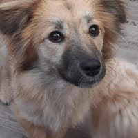 🐶 Diana  zarte Hundeseele 10 Monate, Hündin zur Adoption