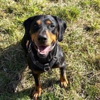 Amon sucht aktive Menschen, Hund zur Adoption