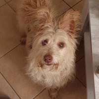 Mayim auf Pflegestelle, Hündin zur Adoption