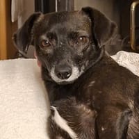 Clara sucht ihr Herzzuhause ❤, Hündin zur Adoption