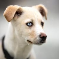 Ulf - sanfter Schatz, Hund zur Adoption