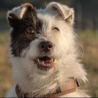 Amanda sucht ihren Lebensplatz..., Hündin zur Adoption